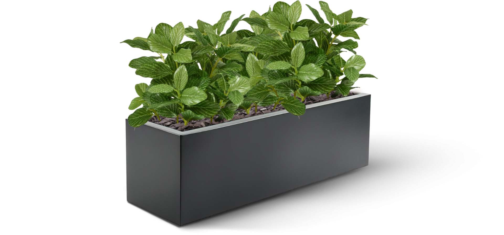 Искусственная Фиттония (18 см)