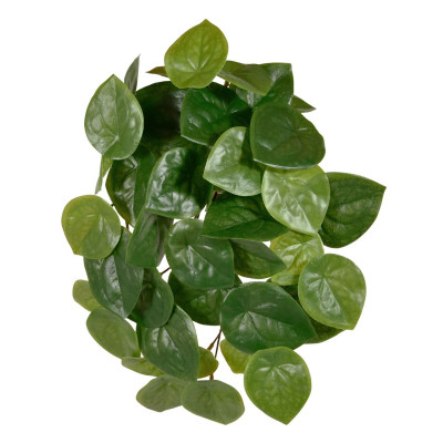 Pilea peperomiowata (30 cm)