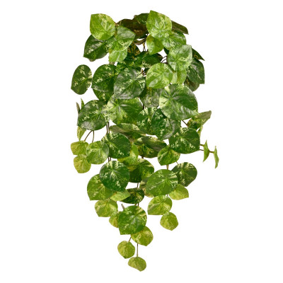 Pilea peperomiowata (60 cm)