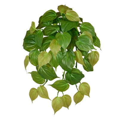 Philodendron Micans (45 cm)