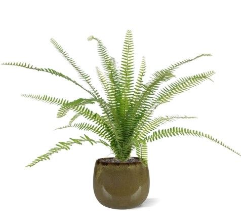 Kunstpflanze Farn (75 cm)