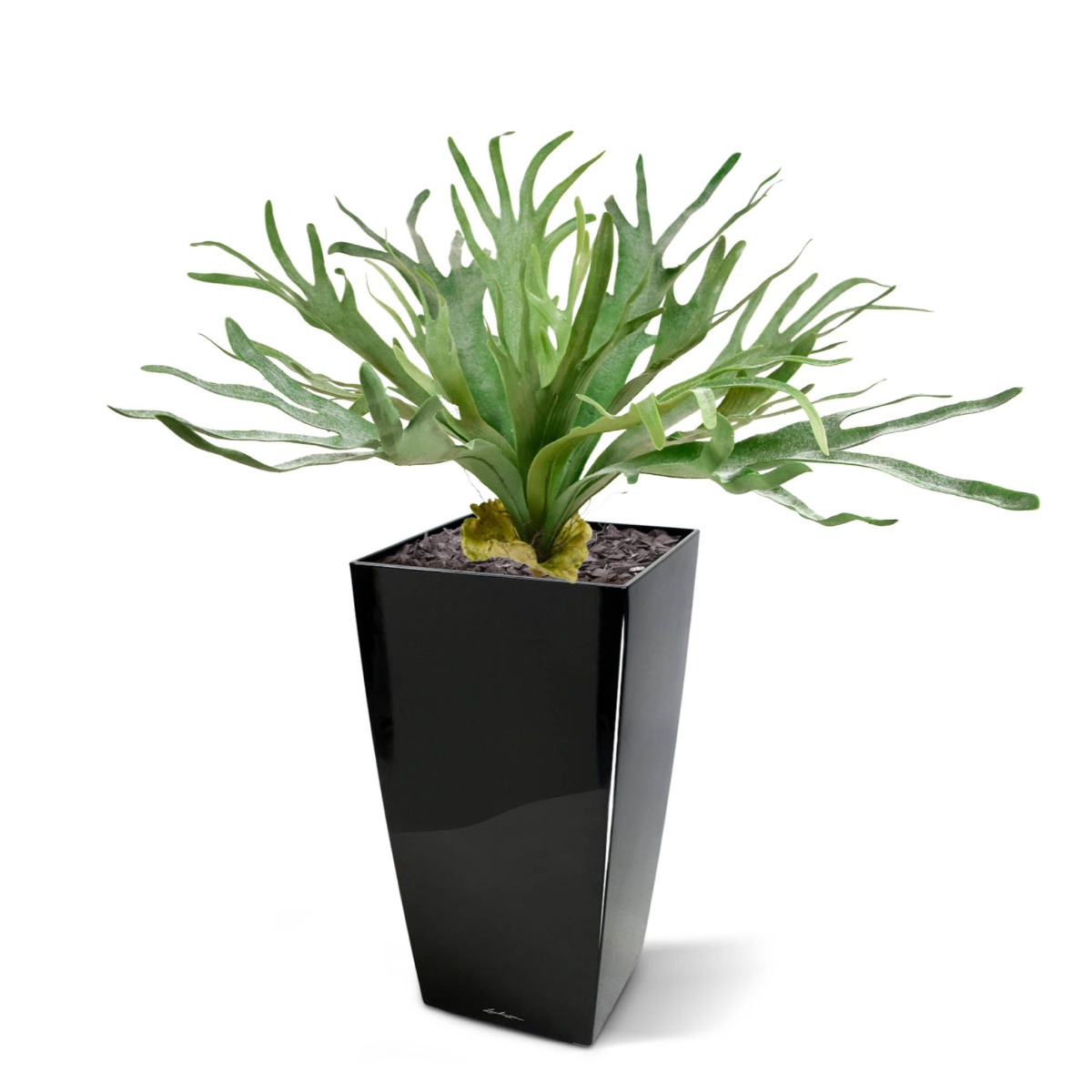 Umetna rastlina Staghorn (75 cm)