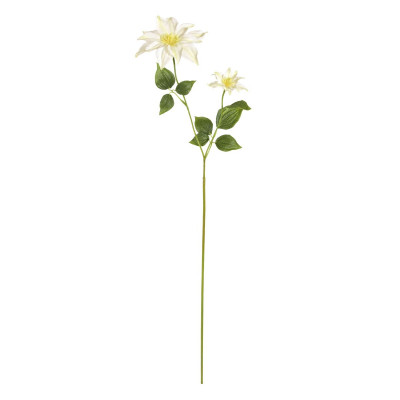 Clematis-haara (90 cm)