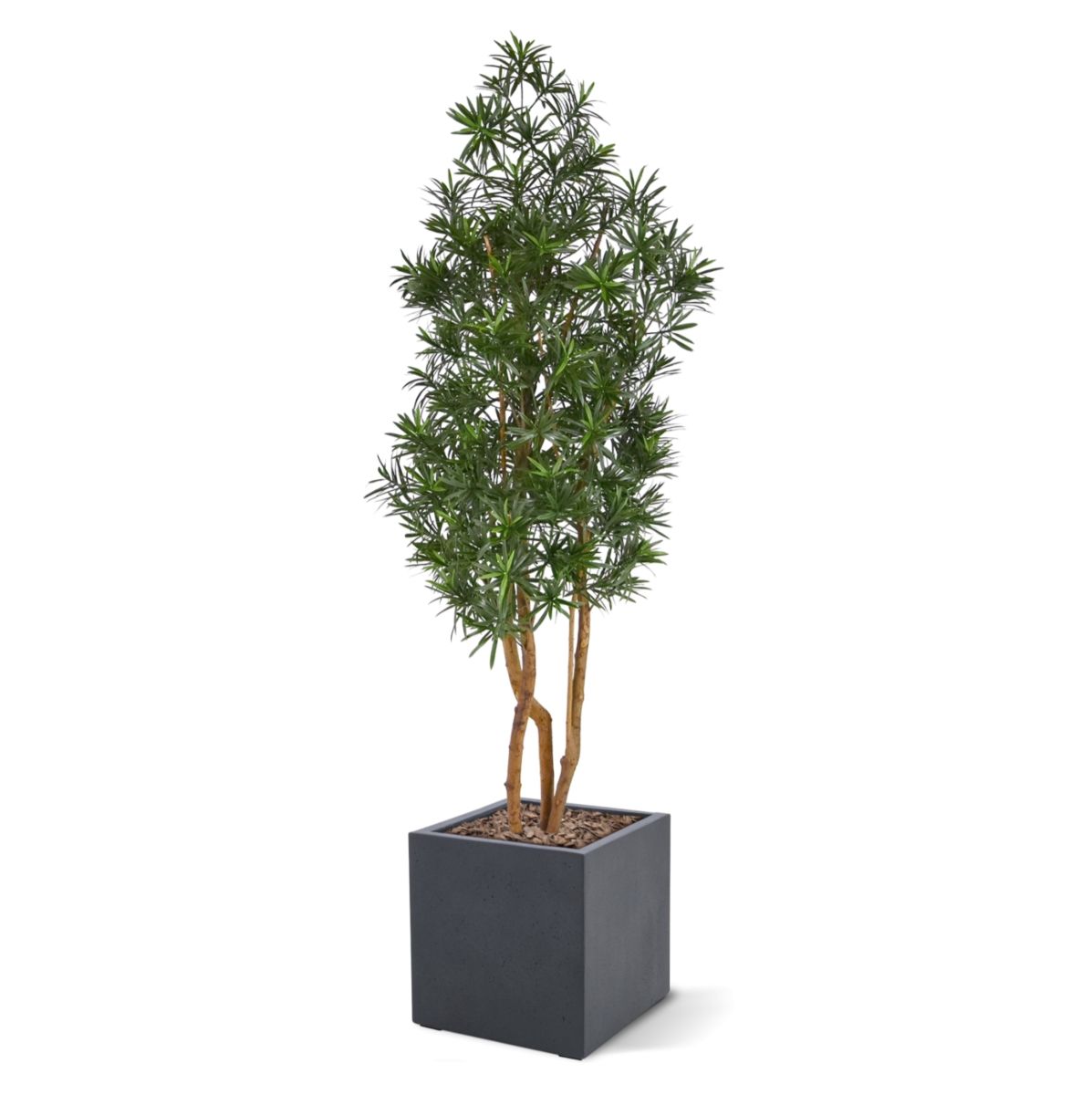 Umelý strom Podocarpus (150 cm) UV