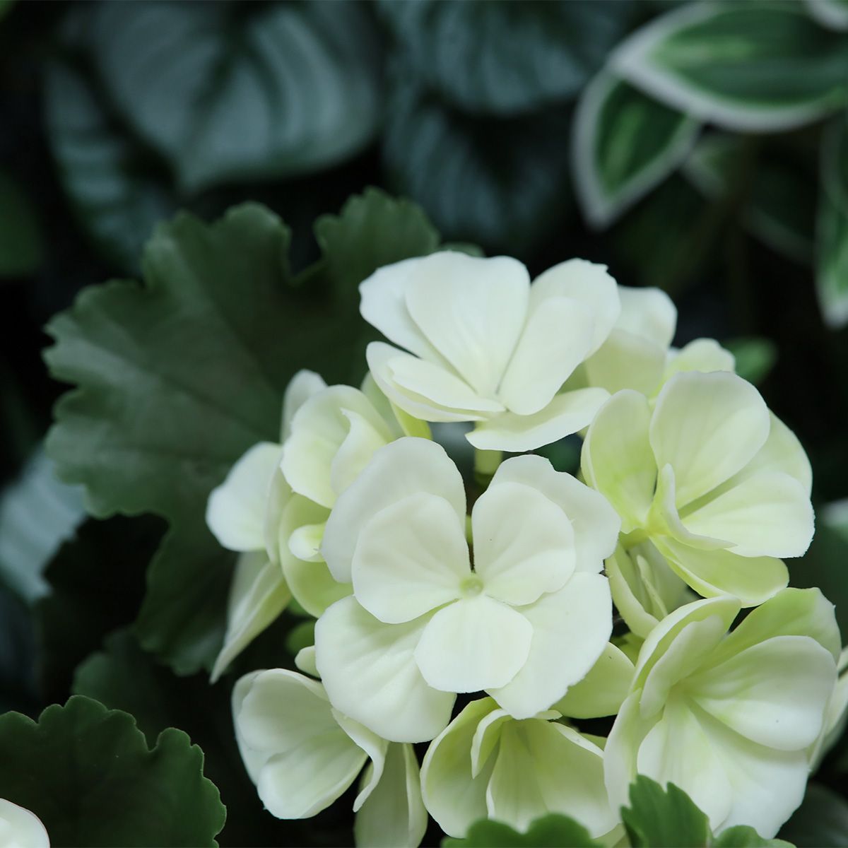 Artificial Geranium UV (65 cm)
