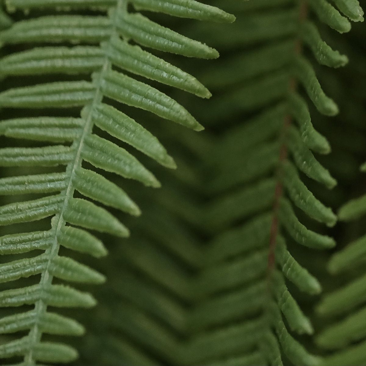 Umetna rastlina Bostonska praprot (70 cm)