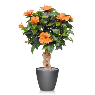Dirbtinė kinrožė augalas 65 cm oranžinė ant pagrindo