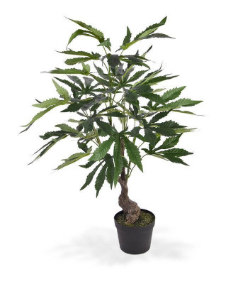Kenevir bitki (60 cm)