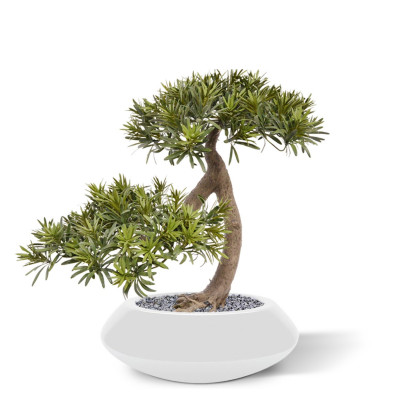 Podokarpus bonsai (50 cm)