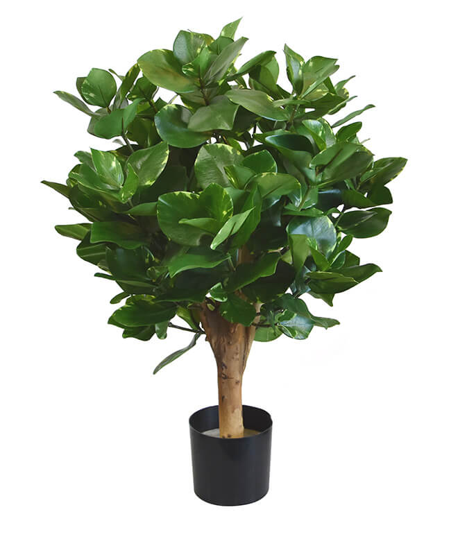 Planta artificial Clusia (55 cm)