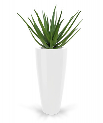 Aloe (55 cm)