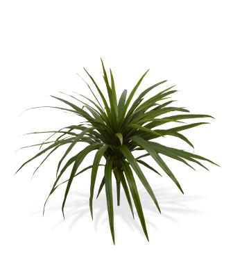 Dracena 50 cm