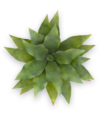 Mākslīgais agave Bouquet 70 cm UV