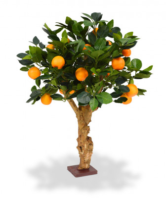 Apelsinipuu bonsai (65  cm)