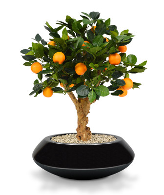 Appelsiinipuu bonsai (65 cm)