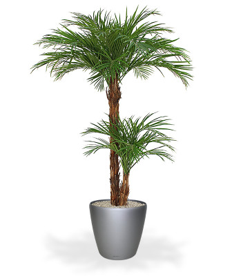 Mākslīgā Areka palma Deluxe (225 cm)