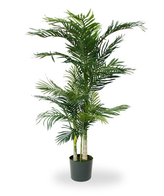 Dirbtinė Areka palmė Gelsvasis dipsis x3 140 cm