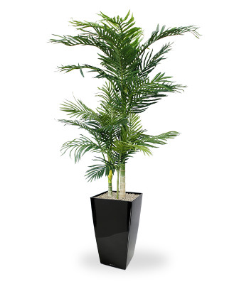 Dirbtinė Areka palmė Gelsvasis dipsis x3 140 cm