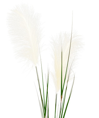 Pampas otu (120 cm)