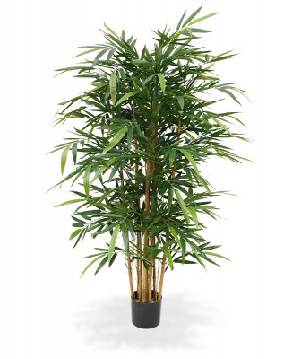 Bambu (150 cm)