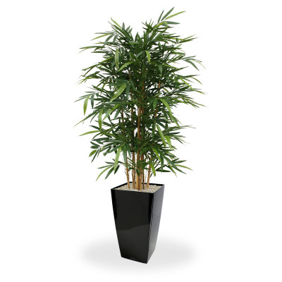 Bambukas 150 cm
