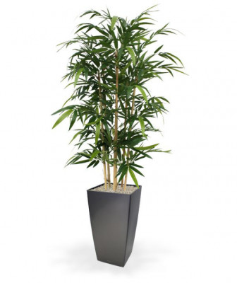 Bambus (140 cm)