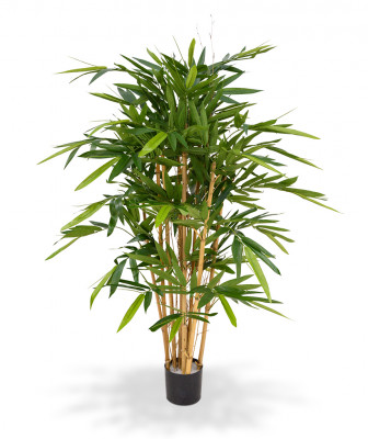 Bambu (120 cm)