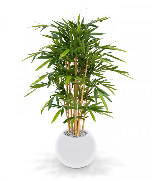 Tehis Bambus (120 cm)