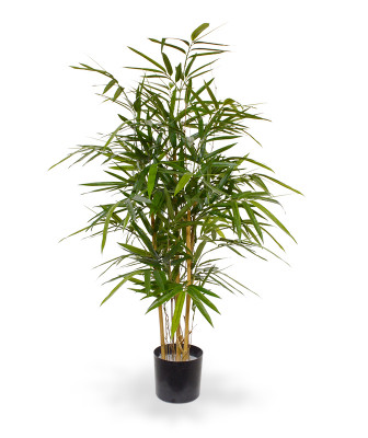 Bambus (95  cm)