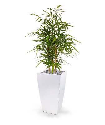 Dirbtinis karališkas bambukas augalas 95 cm