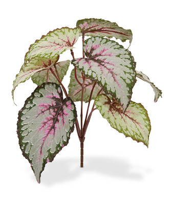 Begonia (25 cm)