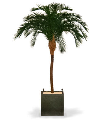 Palma królewska (300 cm)