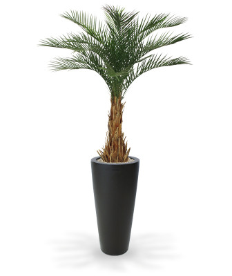 Финиковая пальма (180 см)
