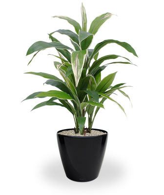 Dracena 80 cm