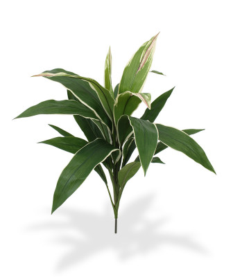 Dracena 60 cm