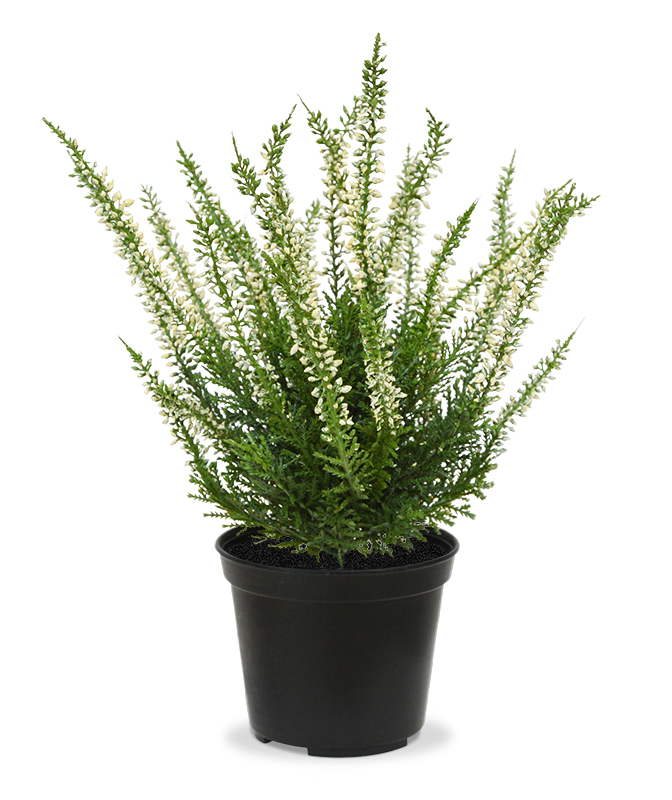 Искусственная Эрика (25 см)