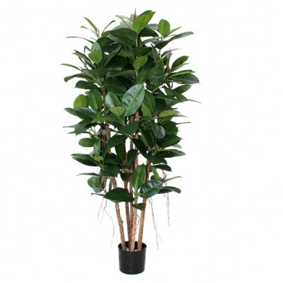 Filodendron (150 cm)