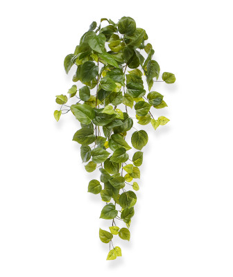 Filodendron wiszący (65 cm)