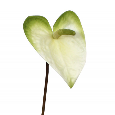 Mākslīgais Anthurium m stumbra zieds 55 cm balts-zaļš