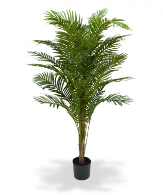 Forsteri kentiapalm (180 cm)