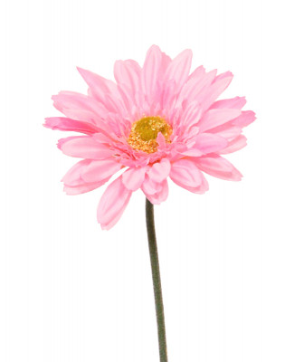Mākslīgās gerberas zieds uz kāta (60 cm)