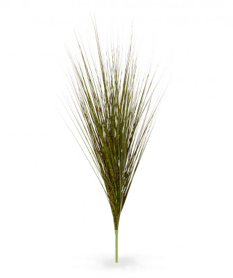 Zebros žolė 85 cm
