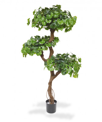 Hõlmikpuu bonsai (150 cm)