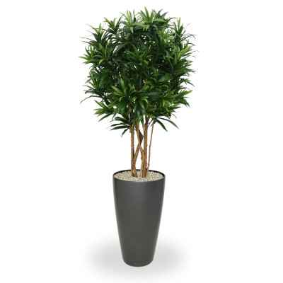 Dracena 150 cm