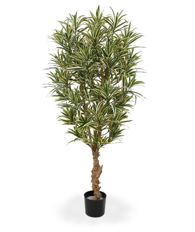 Искусственная Драцена отогнутая (150 см)