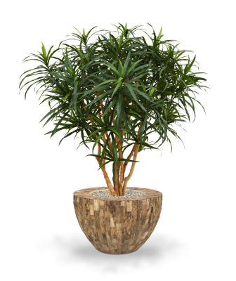 Dracena 120 cm