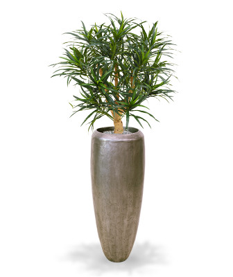 Dracena odwrócona (95 cm)