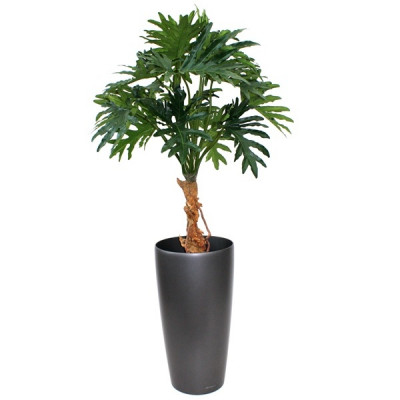 Philodendron Selloum (130 cm)