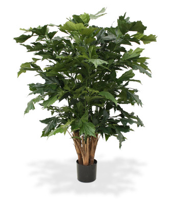 Caryota mitis (130 cm)