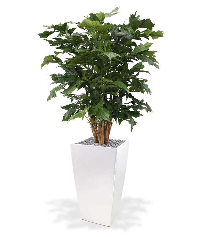 Konstgjord Fiskstjärtspalm (130 cm)